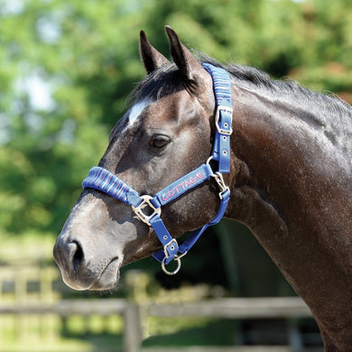 Candy Stripe Headcollar