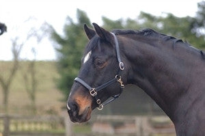 Leather Headcollar